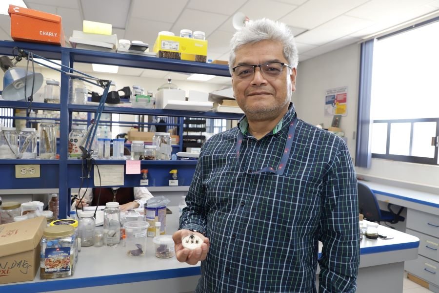 Experto del ICBI-UAEH Recomienda Qué Hacer en Caso de Mordedura de Viuda Negra