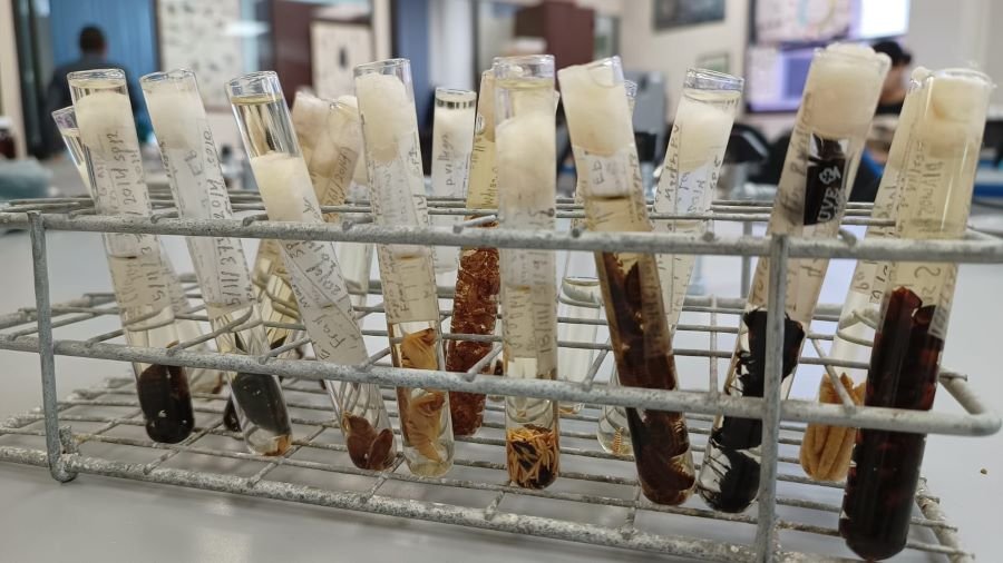 Insectos Como Testigos: Alumno UAEH Impulsa La Justicia En Hidalgo