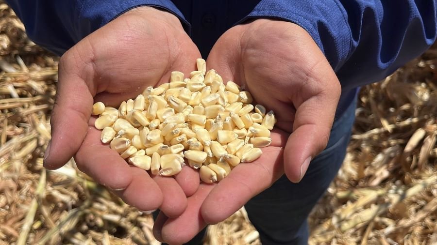 Gobierno Anuncia Precio de 6 Mil 50 Pesos Por Tonelada de Maíz Blanco en 3 Estados: Respuesta a Agricultores