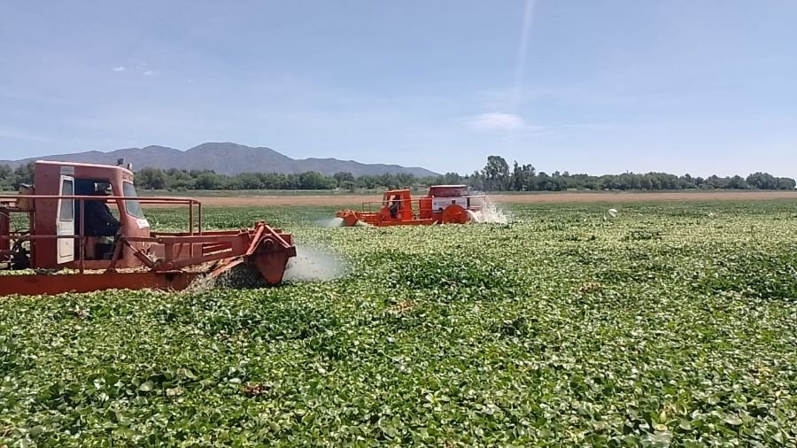 Avanza el Proceso de Trituración del Lirio Acuático en la Presa Endhó, Informó Semarnath