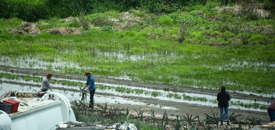 Determina Secretaria del Campo en Tulancingo Afectaciones Por Lluvias Hasta en Un 80% de Cultivos