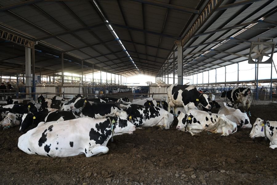 Hidalgo, Libre del Gusano Barrenador