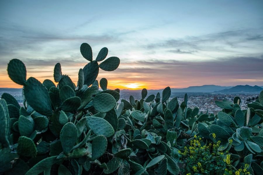 Nopal Deshidratado, Una Alternativa Saludable Contra Enfermedades Metabólicas En México