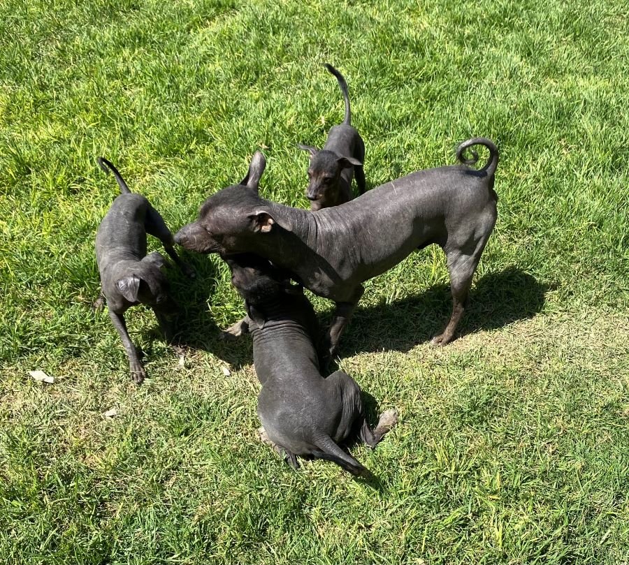 Xoloitzcuintle Merece Protección y Reconocimiento Como Un Patrimonio Bicultural