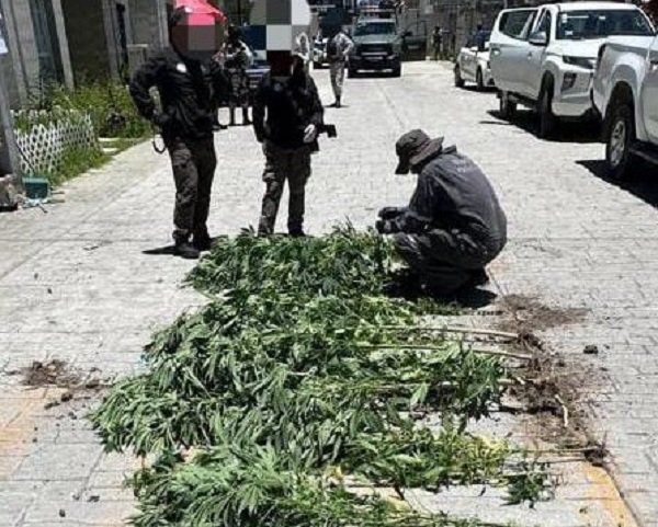 Catea la FGR un Domicilio, Tenia Jardineras Plantas de Marihuana