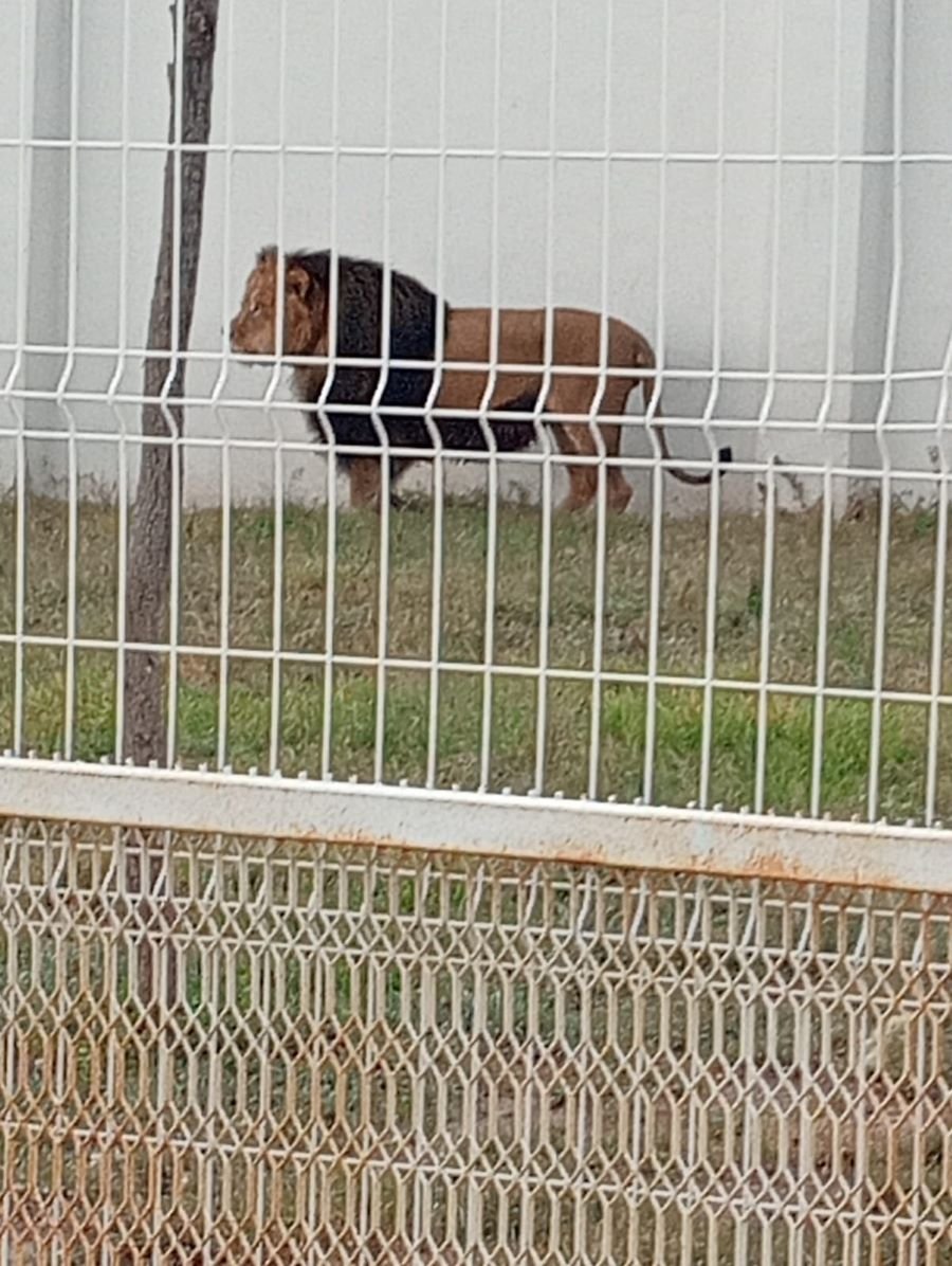 Durante cateo fueron asegurados cuatro felinos salvajes