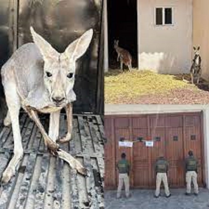 Aseguran Dos Casas Por Supuestas Actividades Ilícitas, Dos Canguros y Ganado Vacuno, Al Cumplir Cateos Ordenados Por el Juez de Control de Tula.