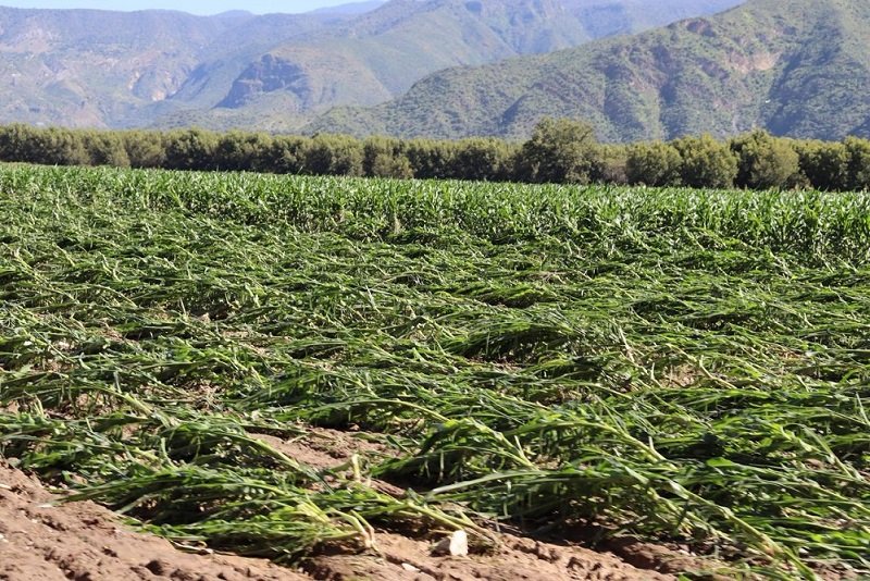 SADERH Coordina Rescate al Agro en Metztitlán