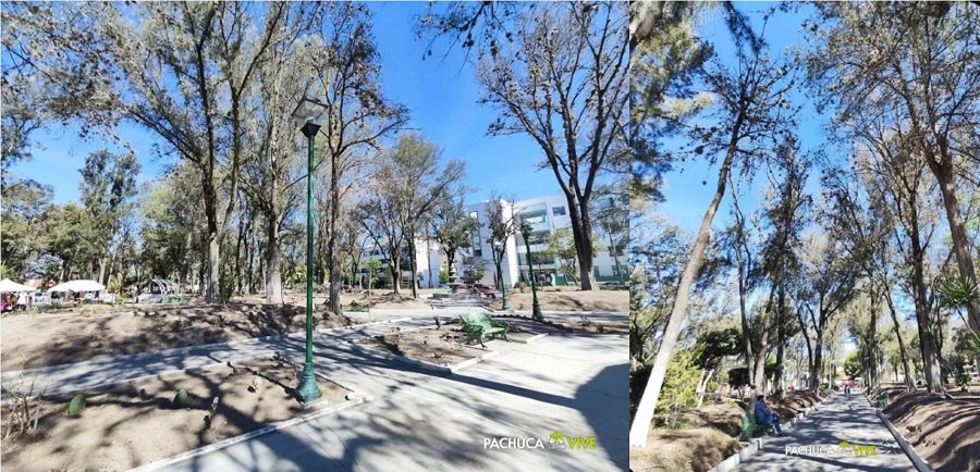 La Secretaría de Medio Ambiente Autorizó Derribo de 55 Árboles del Parque Luis Pasteur por Plaga de Heno Motita