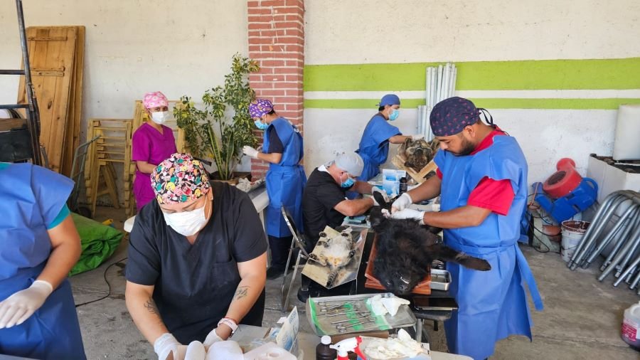 Hidalgo Acelera Acciones Para Frenar la Rabia y Fortalecer la Esterilización de Mascotas