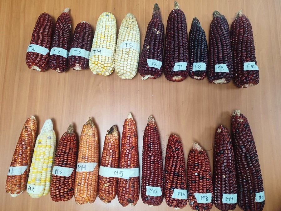 Hongos Aumentan Productividad Del Maíz Rojo “Sangre de Toro”