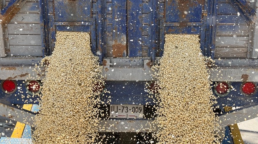 Productores Exigen a La Federación Ampliar Presupuesto al Maíz