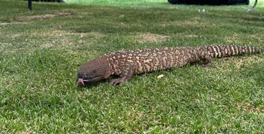 Alumno Garza transforma su pasión por los reptiles en un emprendimiento legal y responsable