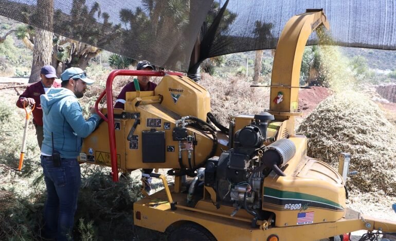 Hidalgo impulsa el reciclaje responsable de árboles de Navidad para proteger el medio ambiente