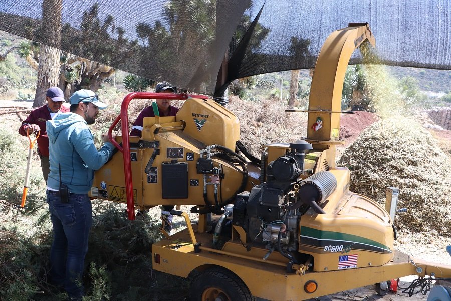 Hidalgo impulsa el reciclaje responsable de árboles de Navidad para proteger el medio ambiente