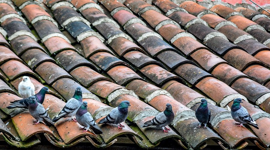 Cadmio, Plomo y Arsénico Detectó Investigador de la UAEH en el Ambiente de Pachuca