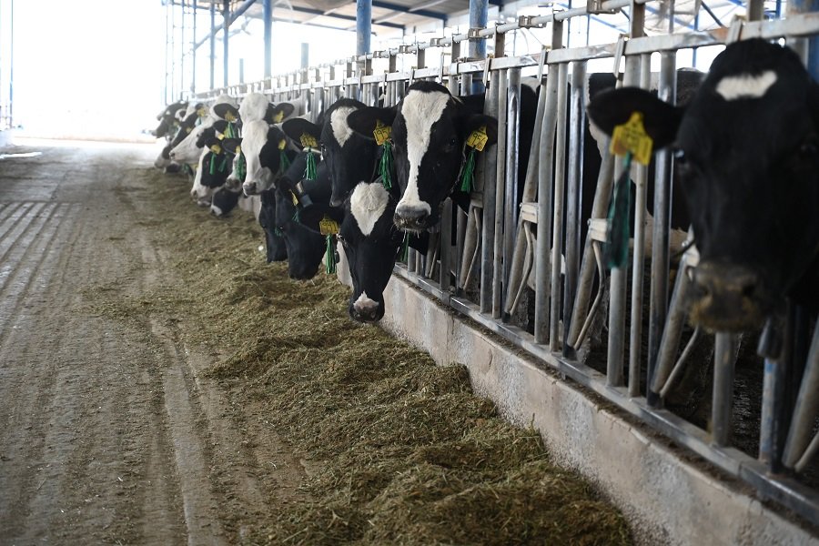 Acciones de Vigilancia y Control ante el Gusano Barrenador (GBG) en Hidalgo