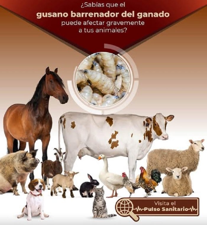 Alerta Sanitaria en Hidalgo por Gusano Barrenador