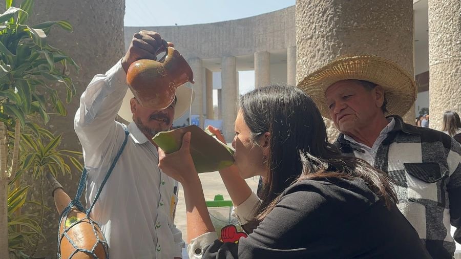 Conmemora Hidalgo Día Estatal del Maguey