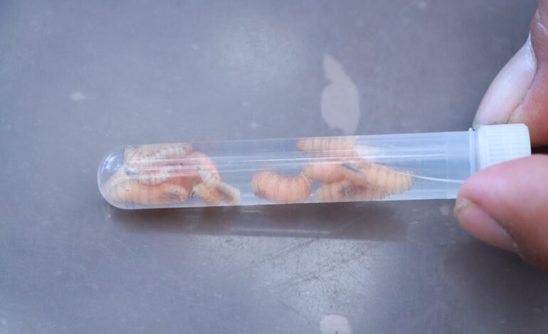 Atención Oportuna y Gratuita, Clave Para Contener al Gusano Barrenador del Ganado