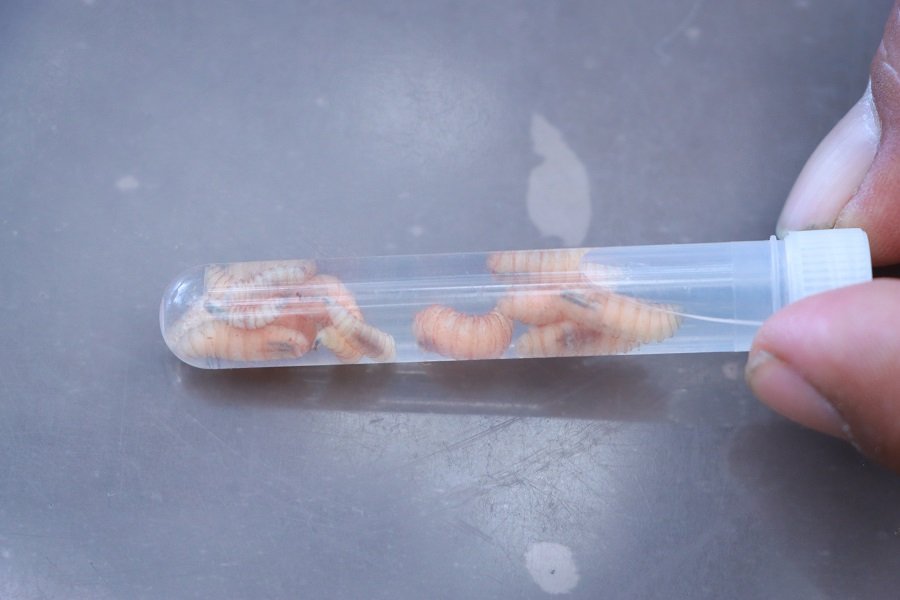 Atención Oportuna y Gratuita, Clave Para Contener al Gusano Barrenador del Ganado