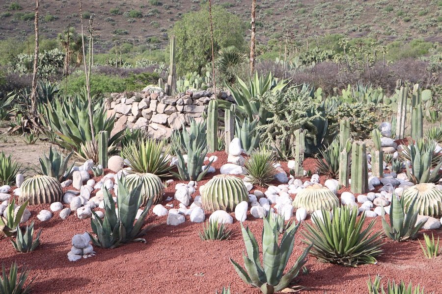 Biznagas aseguradas en San Salvador son trasladadas al Parque Ecológico Cubitos para su conservación