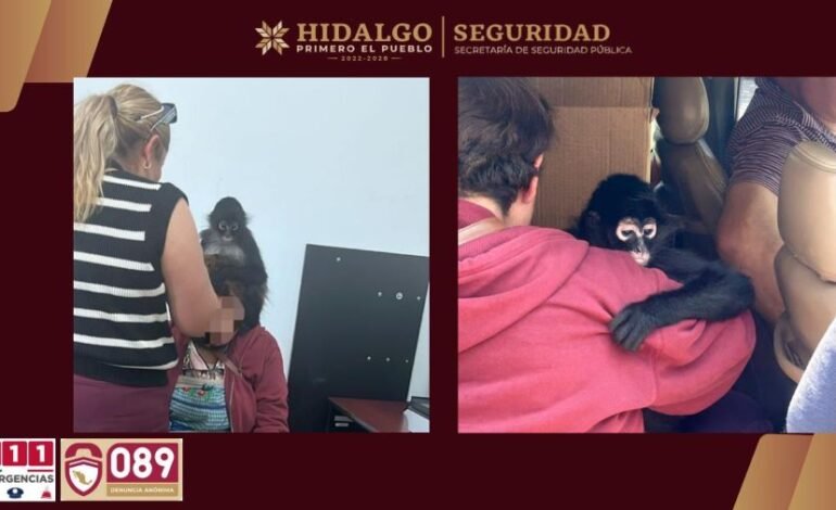 SSPH Rescata a Mono Araña en Actopan