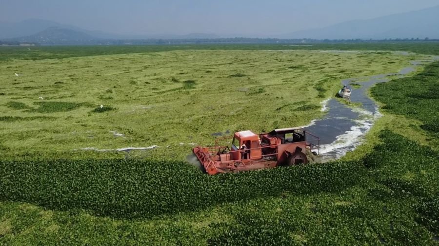 Gobierno Estatal Continúa Con Trituración de Lirio Acuático en la Presa Endho