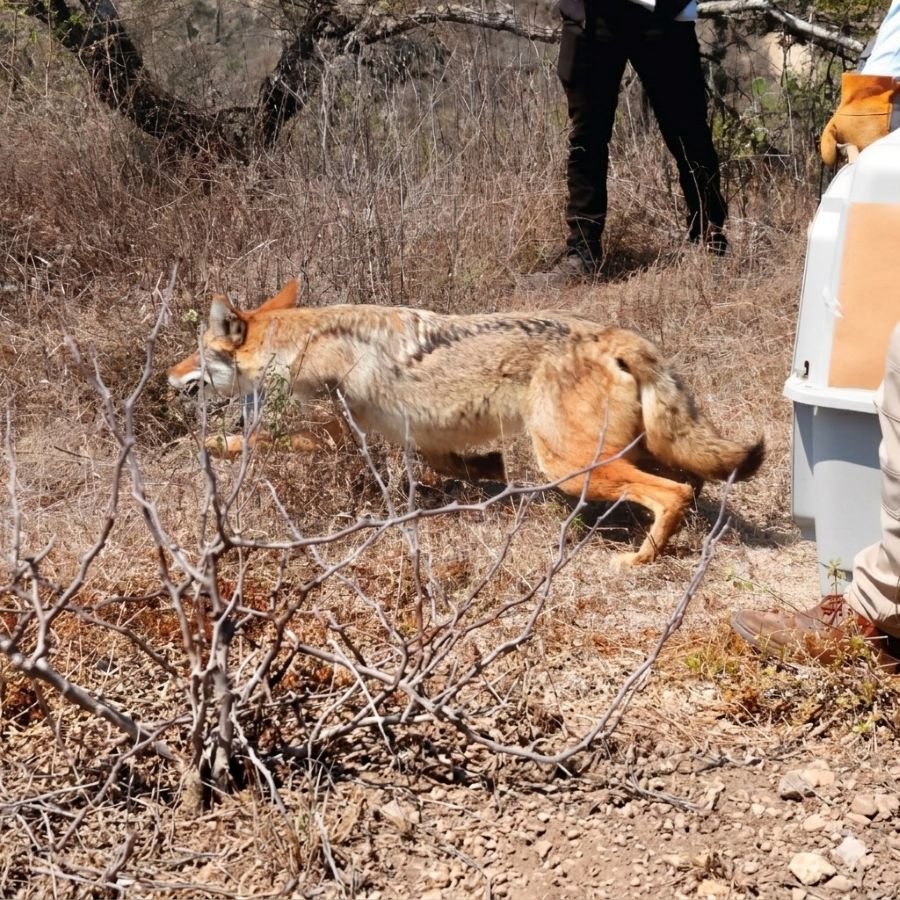 Hidalgo Prioriza Acciones a Favor de Su Biodiversidad