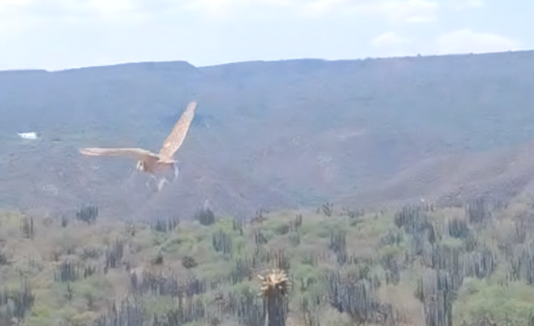 Profepa Libera 10 Ejemplares Rehabilitados en La Barranca de Metztitlán, Hidalgo