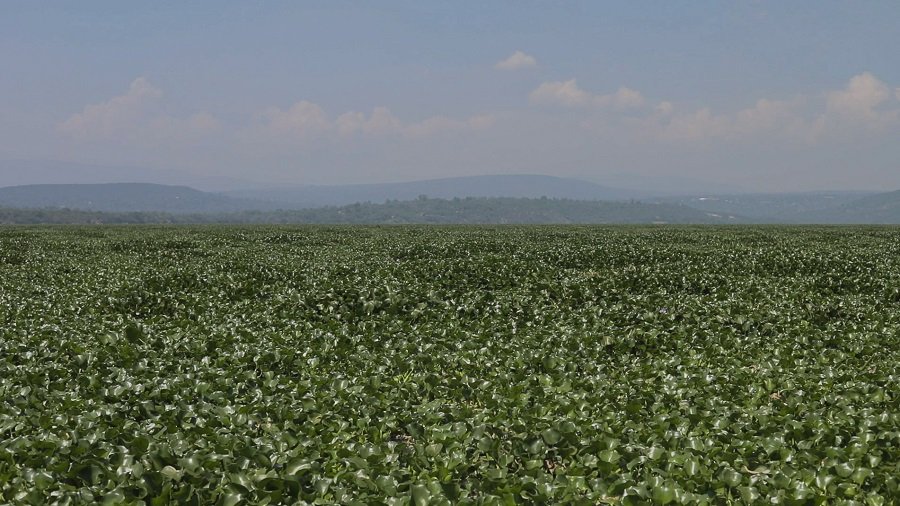 Alerta investigador de la UAEH riesgo agrícola por contaminación en Presa Endhó