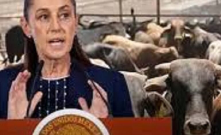Presidenta Sheinbaum Anuncia Reinicio de Exportación de Ganado Mexicano a Estados Unidos