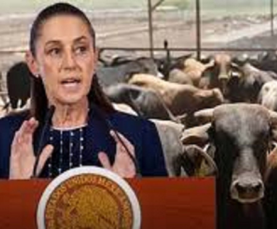 Presidenta Sheinbaum Anuncia Reinicio de Exportación de Ganado Mexicano a Estados Unidos