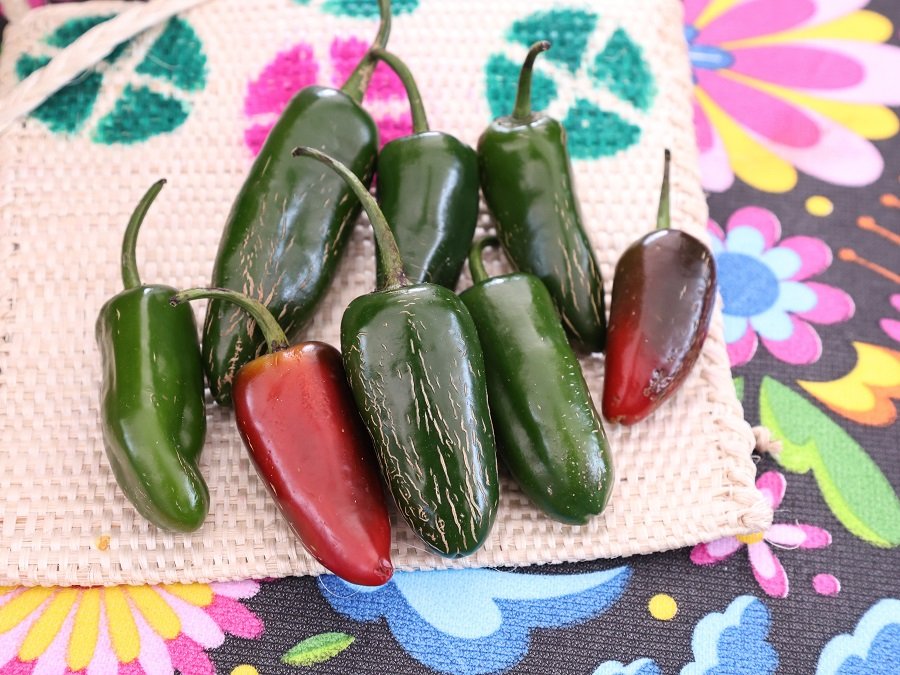 Gobierno de Hidalgo Fortalece La Preservación del Chile Rayado, Patrimonio Gastronómico De La Sierra Gorda