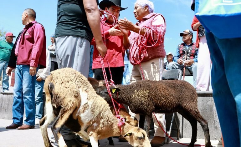 Impulsa Saderh la Ganadería Hidalguense Con Entrega de Vientres Ovinos en Actopan