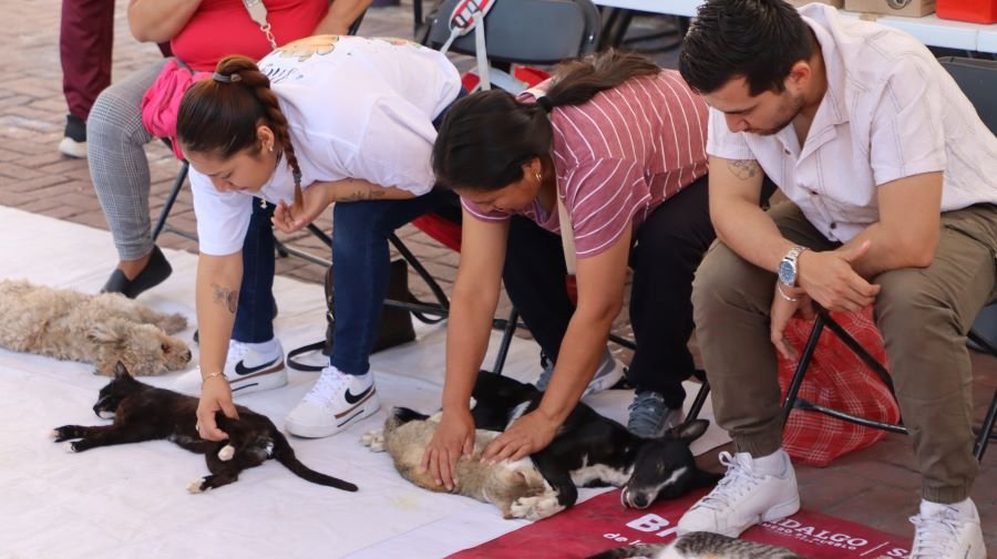 Aplicó SSH Más de 2.5 Millones de Vacunas Antirrábicas y Realizó Cerca de 140 Mil Esterilizaciones