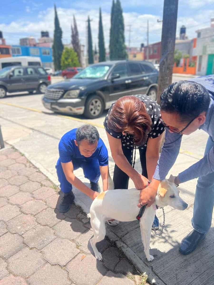En Hidalgo se inmunizará a más de 202 mil perros y gatos