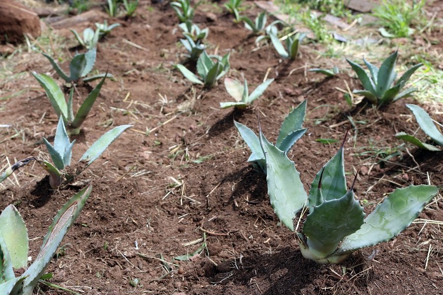 Investigación del ITESHU Impulsa Conservación del Agave En Hidalgo